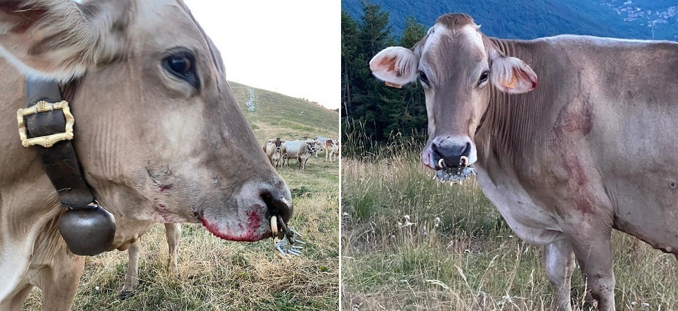 Le mucche della malga azzannate da due pitbull, aggredito anche l’allevatore